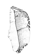 bulino preistorico